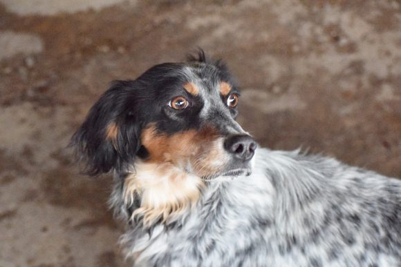 aDSC_5720 DUNA (En Proceso de Adopción)