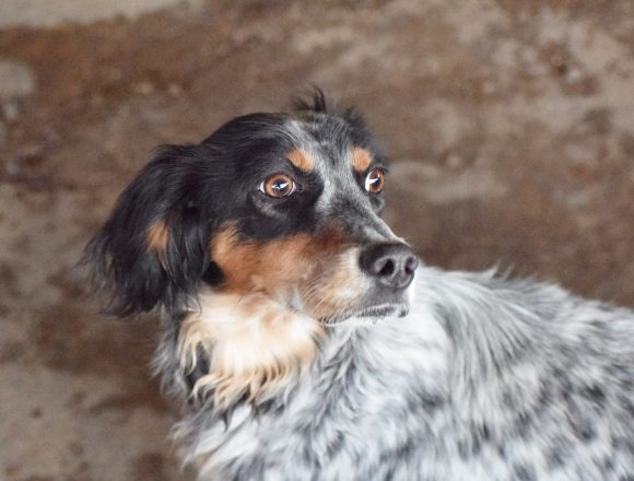 aDSC_5720 DUNA (En Proceso de Adopción)