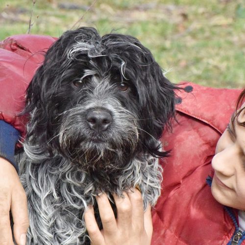 RINGO (En Proceso de Adopción)