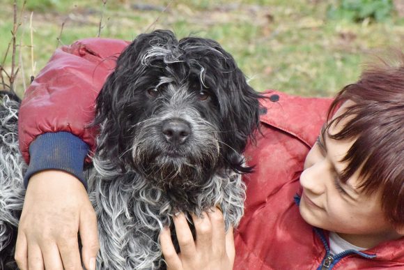 aDSC_6535 RINGO (En Proceso de Adopción)