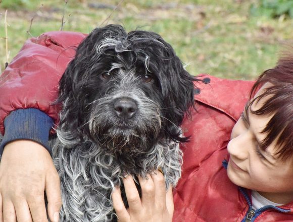 aDSC_6535 RINGO (En Proceso de Adopción)