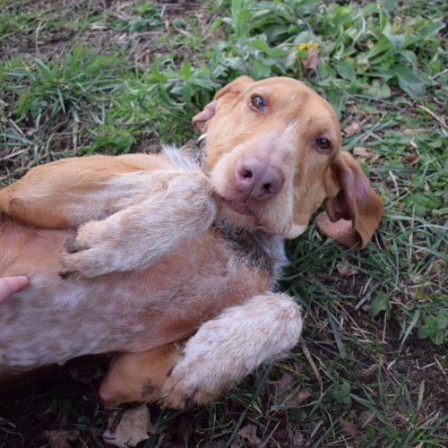 MIMOSA (En Proceso de Adopción)