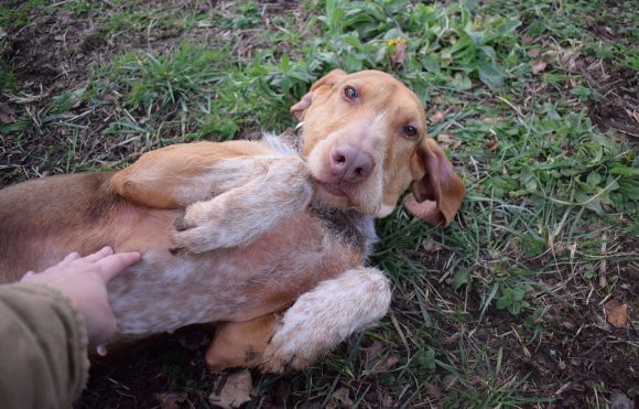 bDSC_0060 MIMOSA (En Proceso de Adopción)