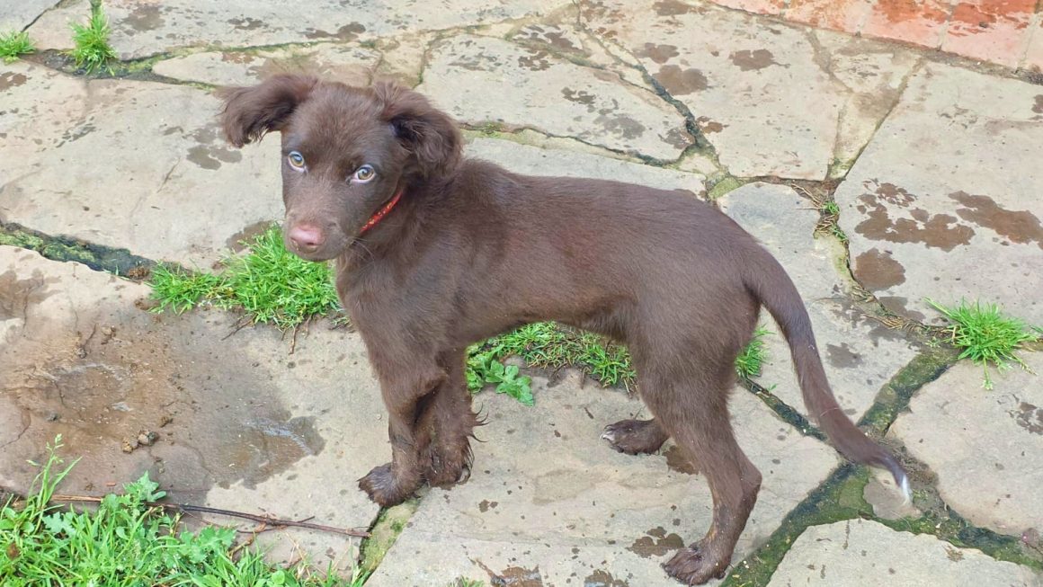 0aad124c57-24b9-4562-a28d-0510bff768dd MENTOS (cachorro)