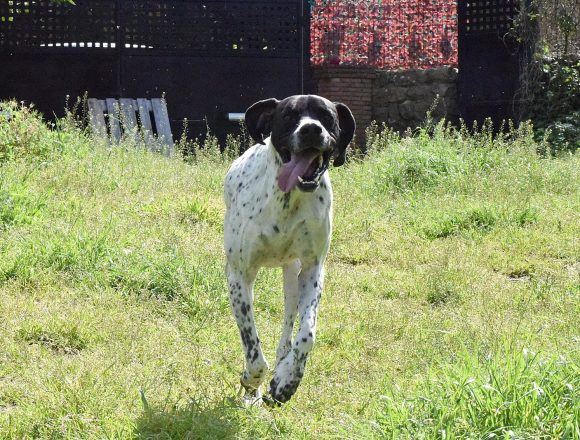 BOS (En Proceso de Adopción)