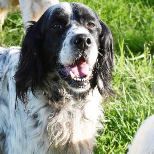 RAY (En Proceso de Adopción)