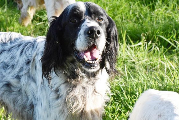 RAY (En Proceso de Adopción)