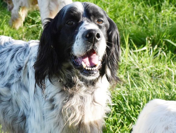 RAY (En Proceso de Adopción)