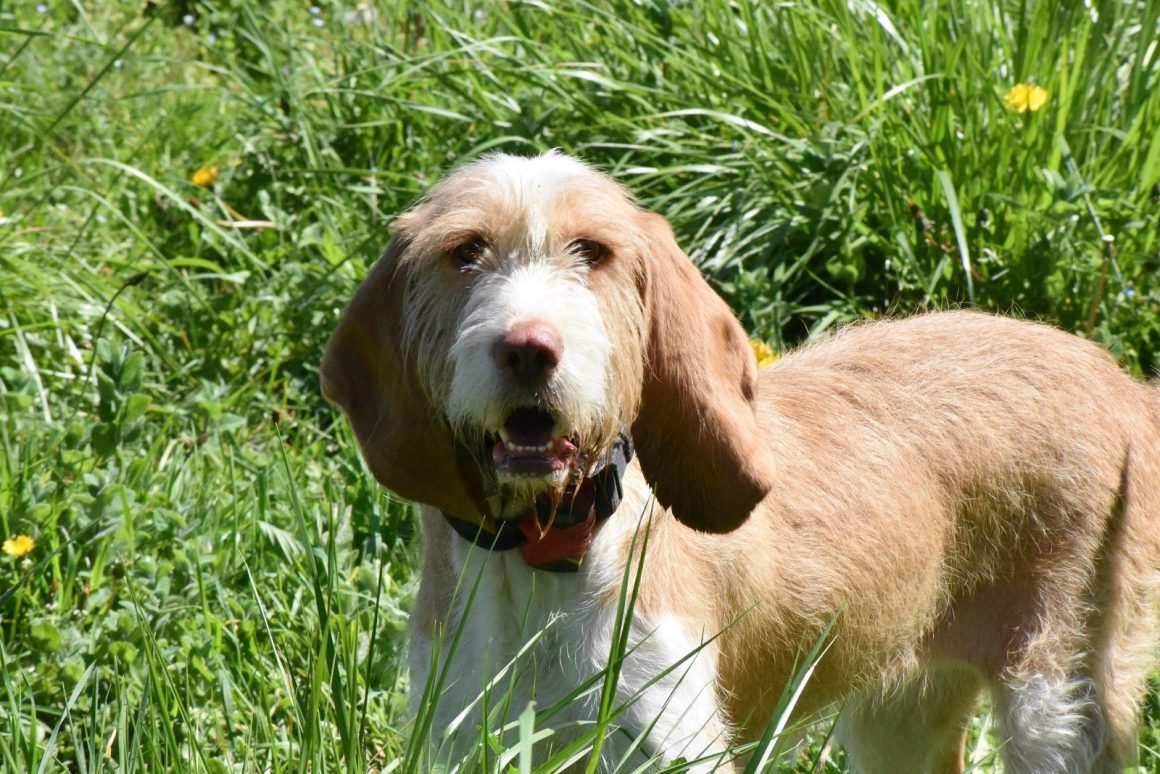 NIEBLA (En Proceso de Adopción)