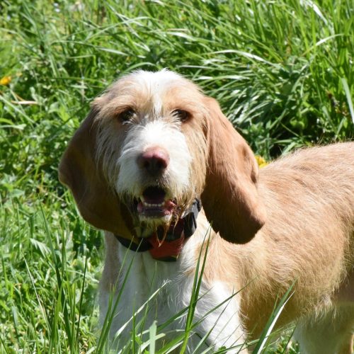 NIEBLA (En Proceso de Adopción)