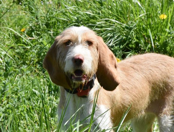 NIEBLA (En Proceso de Adopción)