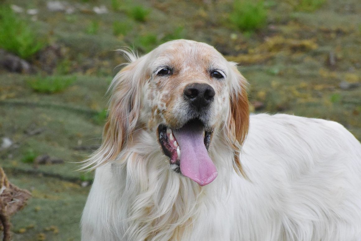 ANGUS (En Proceso de Adopción)