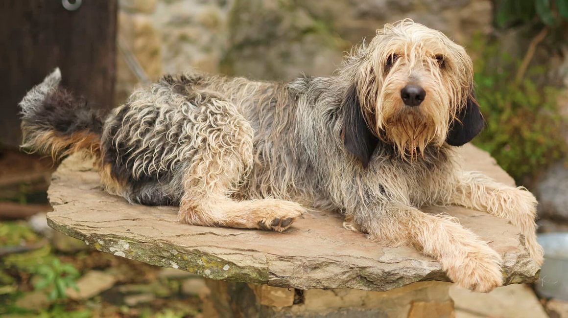 TURBO (En Proceso de Adopción)