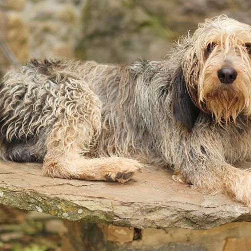 TURBO (En Proceso de Adopción)