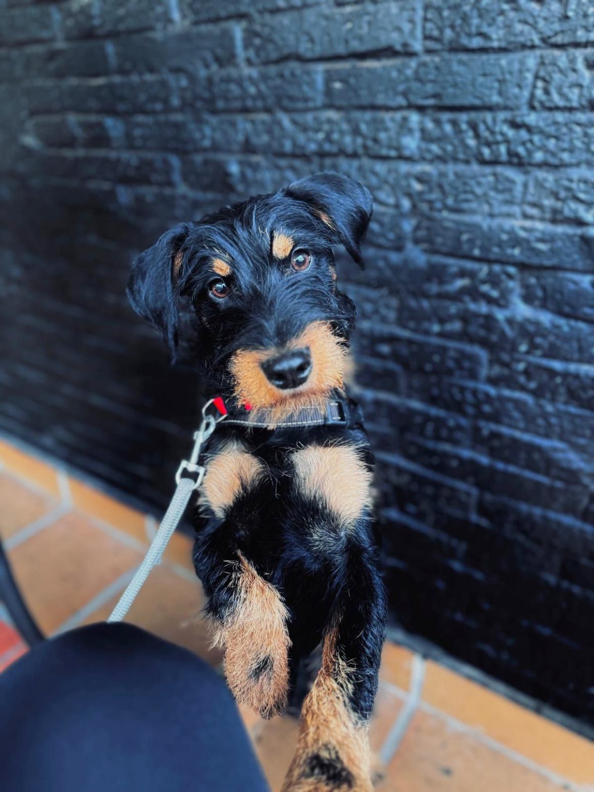 GOOFY (En Proceso de Adopción)
