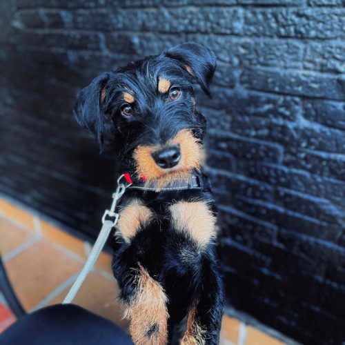 GOOFY (En Proceso de Adopción)