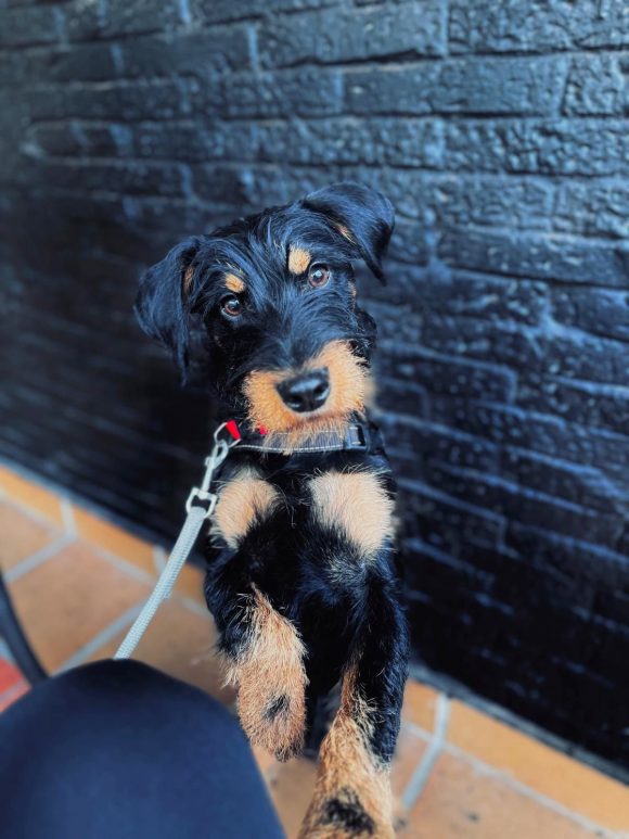 GOOFY (En Proceso de Adopción)
