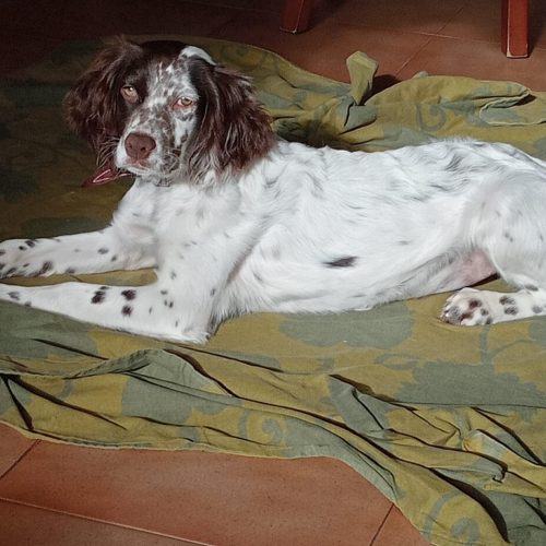 JARA