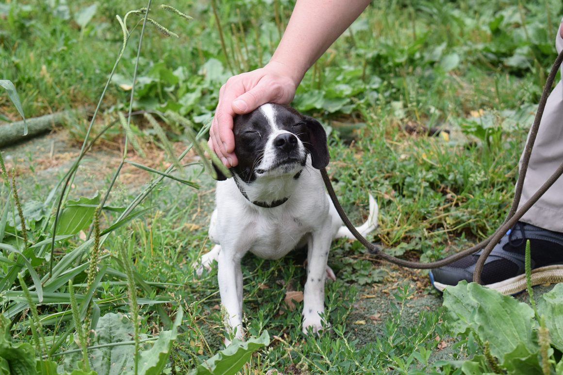 MAYA (cachorro y tamaño pequeño)