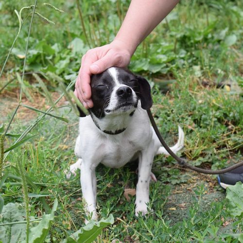 MAYA (cachorro y tamaño pequeño)