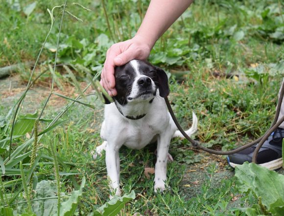 MAYA (cachorro y tamaño pequeño)