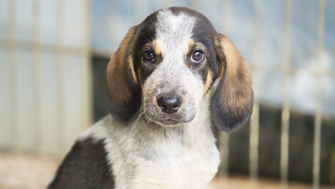 a5c8e9046-ab80-4c10-aed6-ae9f60033b49 MUSA (cachorro)