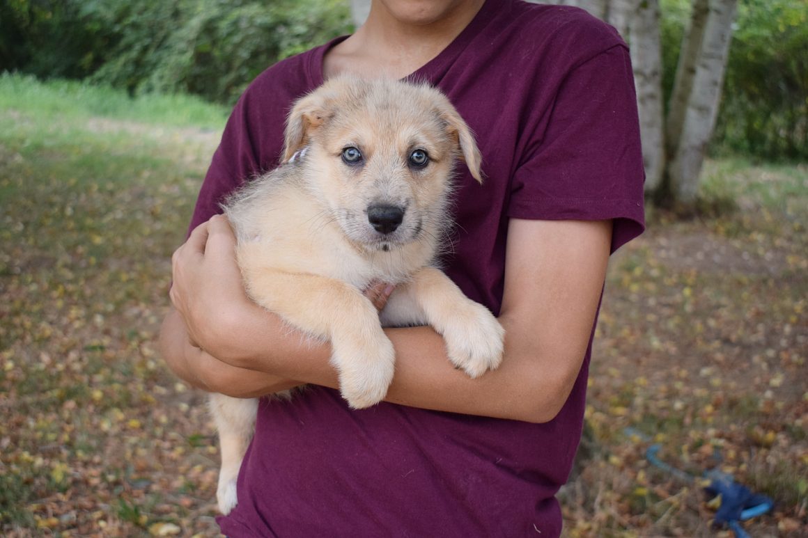 OLSON (En Proceso de Adopción)