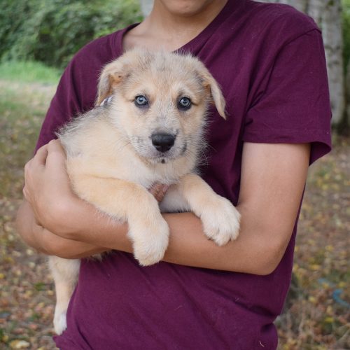 OLSON (En Proceso de Adopción)