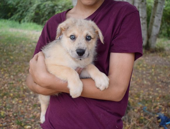 aDSC_0008 OLSON (En Proceso de Adopción)