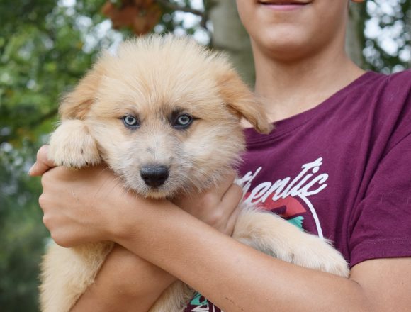 aDSC_0065 SOLETE (En Proceso de Adopción)