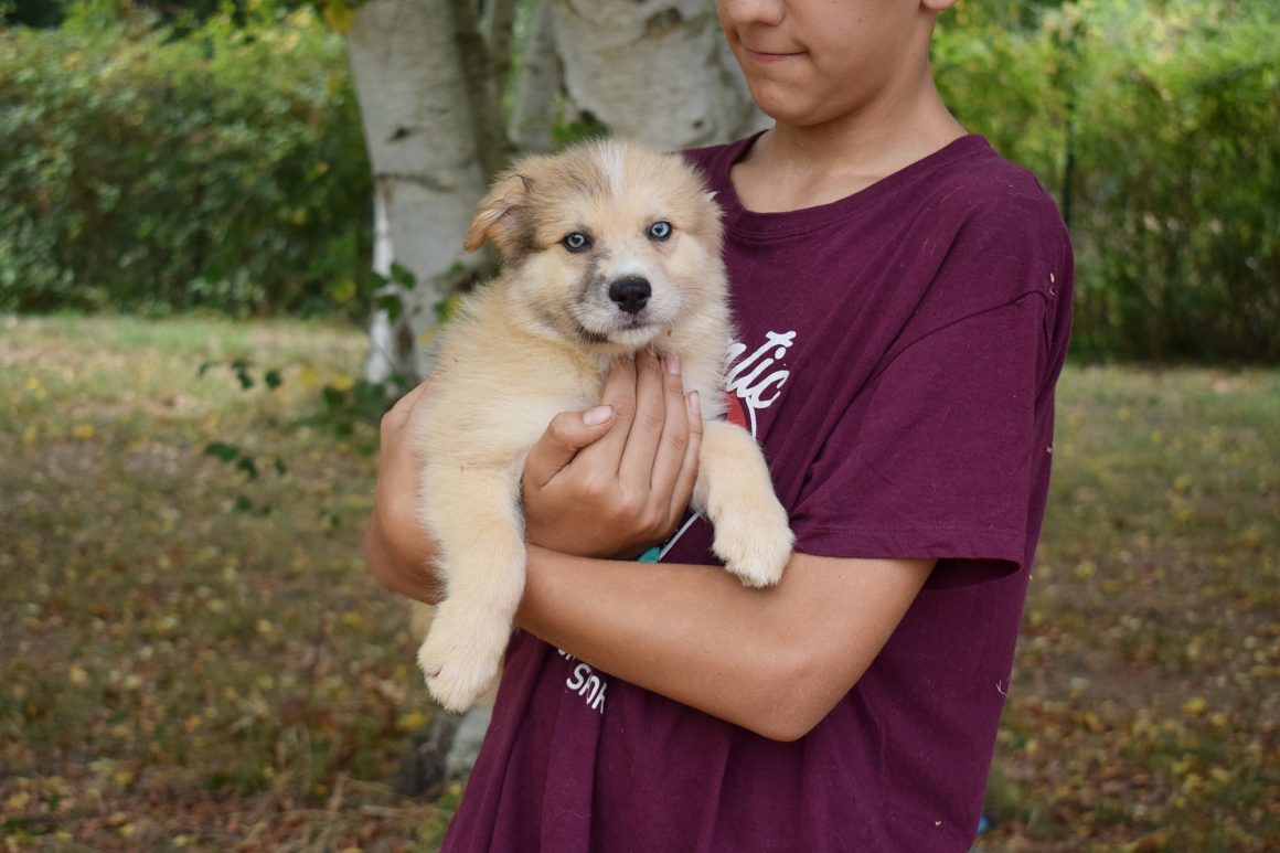 POKE (En Proceso de Adopción)
