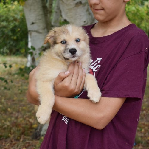 POKE (En Proceso de Adopción)