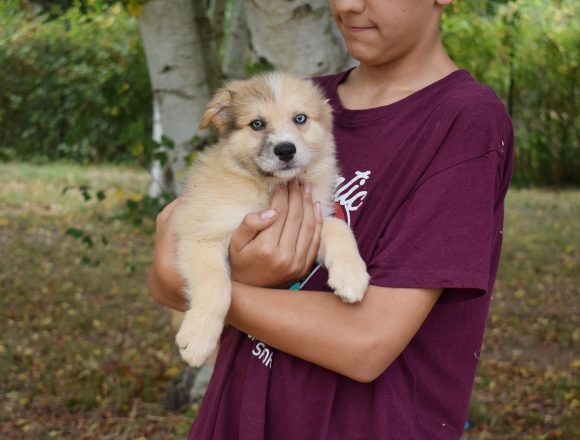 POKE (En Proceso de Adopción)
