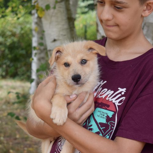 SURI (En Proceso de Adopción)