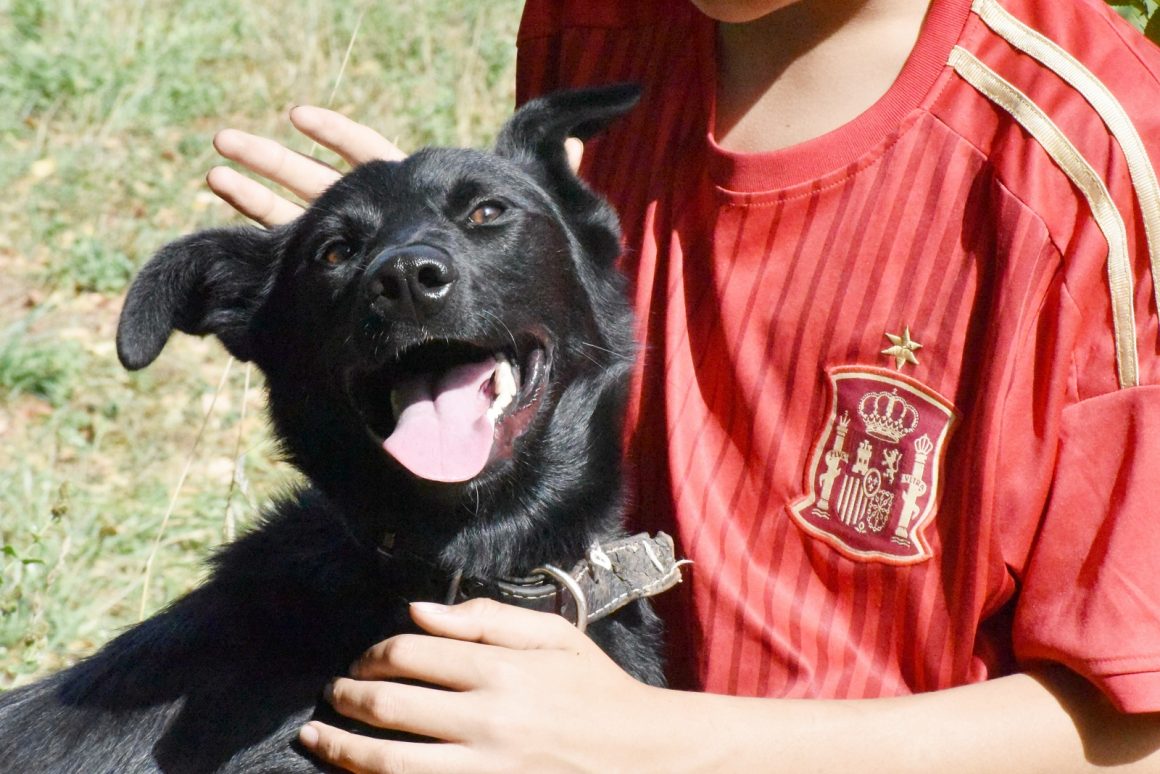 YAKO (cachorro)