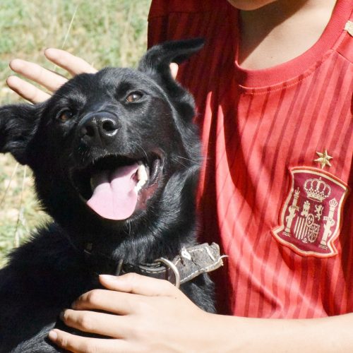 YAKO (cachorro)