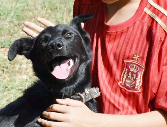 bDSC_1689 YAKO (cachorro)
