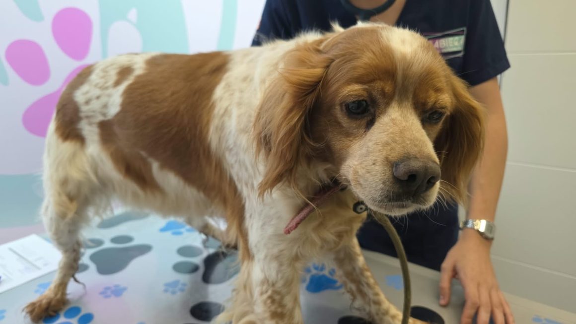 LOLA (En Proceso de Adopción)