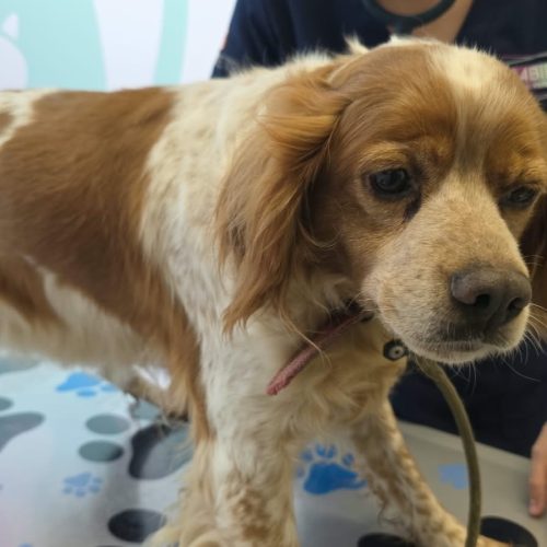 LOLA (En Proceso de Adopción)