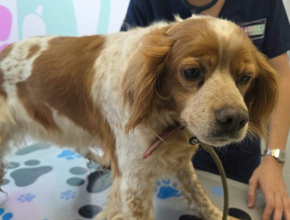 LOLA (En Proceso de Adopción)