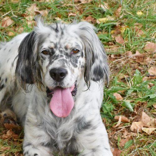 BIMBA SETTER (En Proceso de Adopción)
