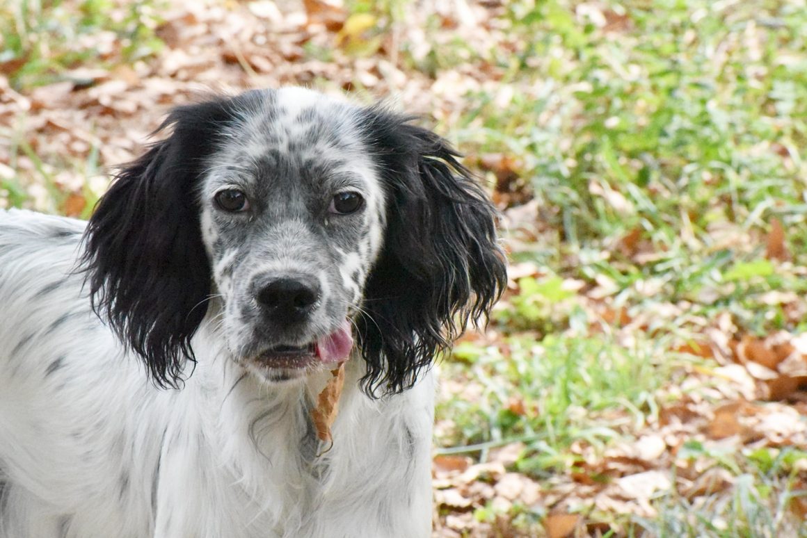BAFFY (En Proceso de Adopción)