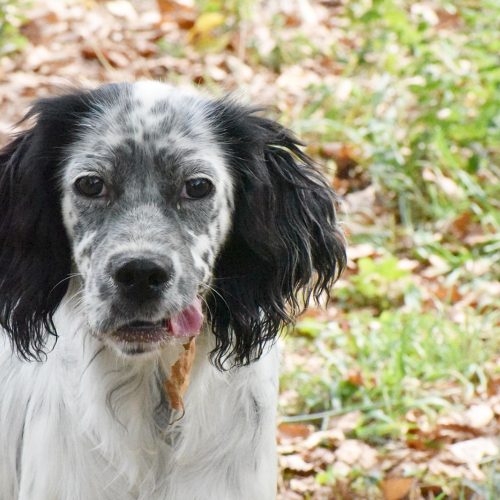 BAFFY (En Proceso de Adopción)