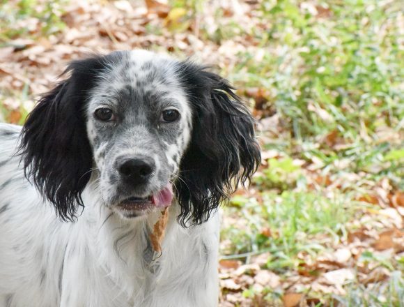 BAFFY (En Proceso de Adopción)