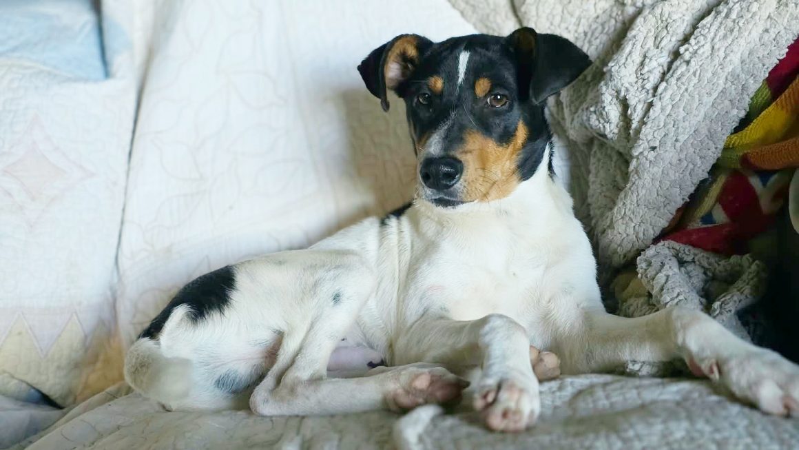 PEPE (cachorro)