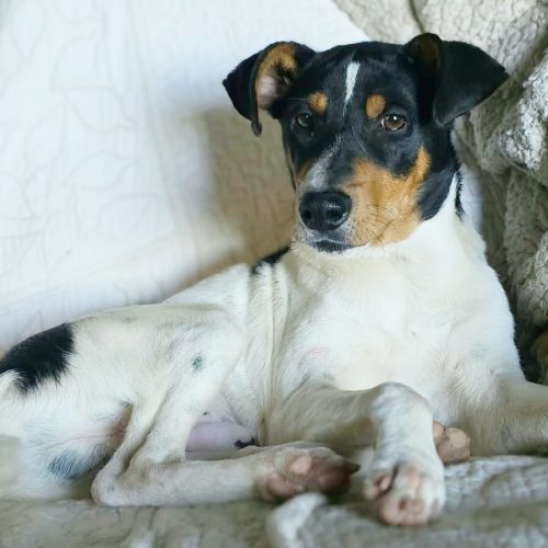PEPE (cachorro)